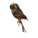 バード 茶フクロウ A プエブコ BIRDS brown owl A PUEBCO
