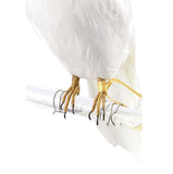 バード セキセイインコ ホワイト プエブコ BIRDS budgie white PUEBCO